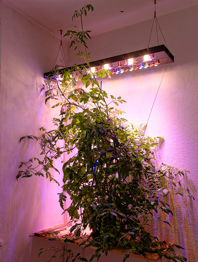 Tomatenbank_2013.11.08.jpg